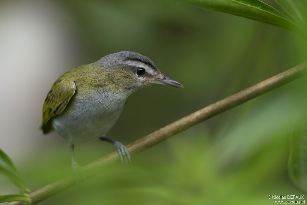 Red-eyed Vireo