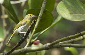 Lemon-chested Greenlet