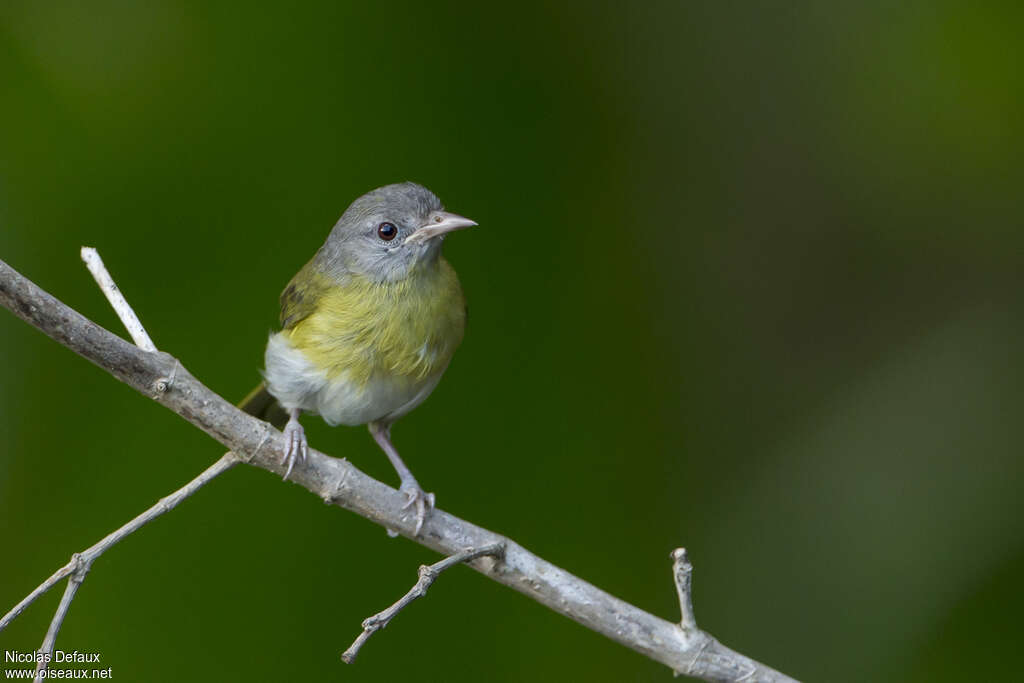 Ashy-headed Greenletadult