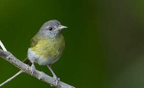 Ashy-headed Greenlet