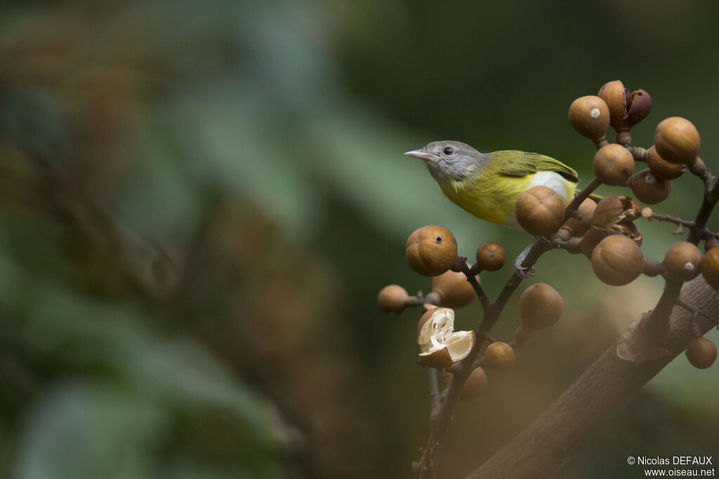 Ashy-headed Greenlet