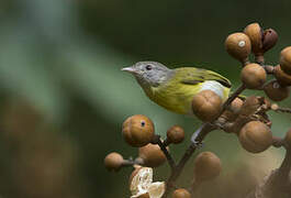 Ashy-headed Greenlet