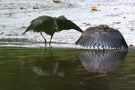 Black Heron