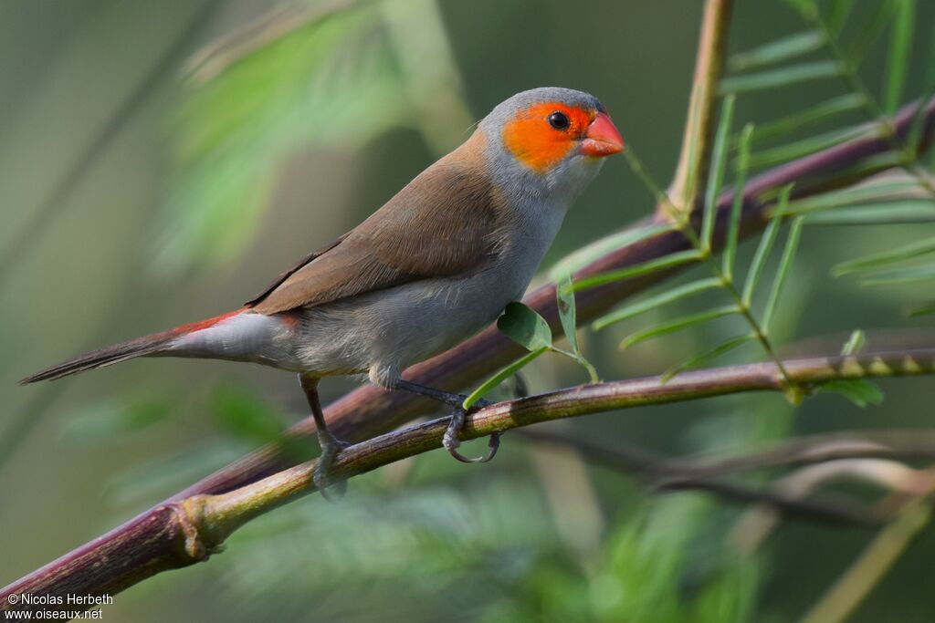 Orange-cheeked Waxbill