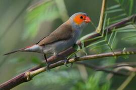 Orange-cheeked Waxbill