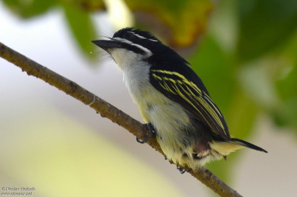 Yellow-rumped Tinkerbird