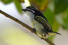 Yellow-rumped Tinkerbird