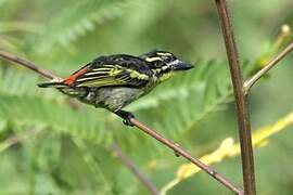 Red-rumped Tinkerbird