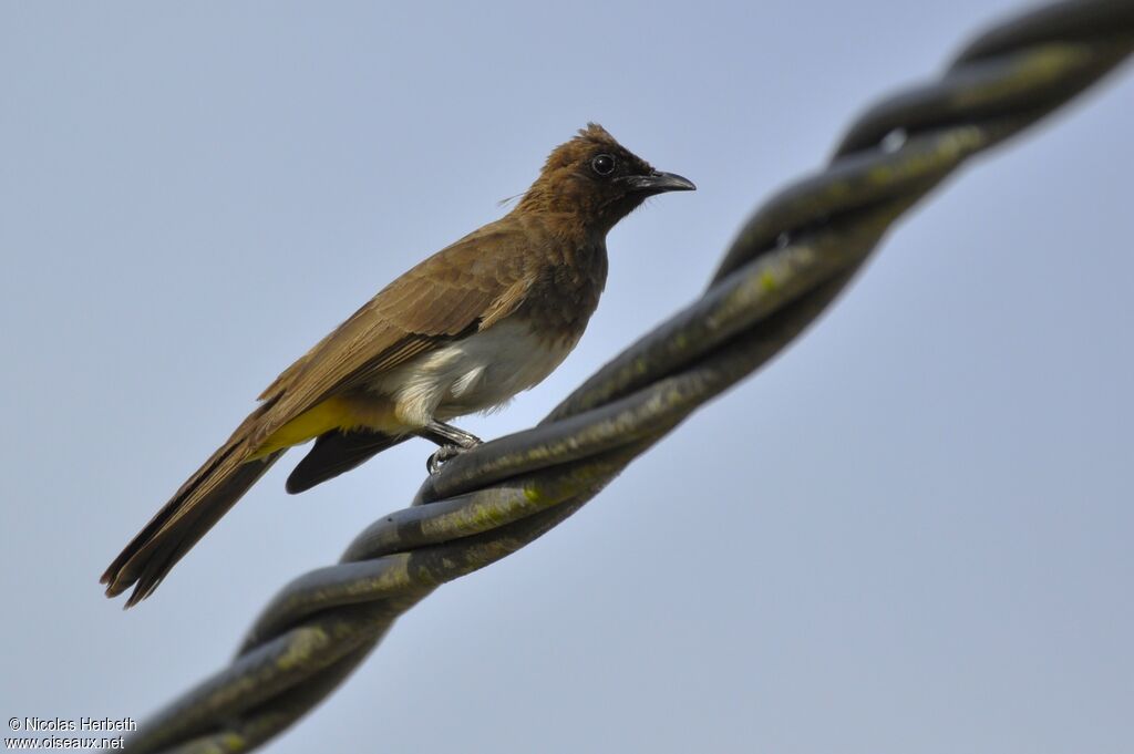 Dark-capped Bulbul