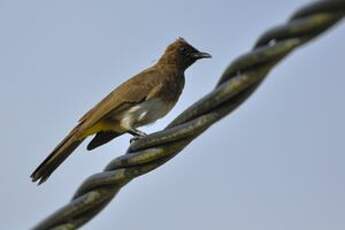 Bulbul tricolore