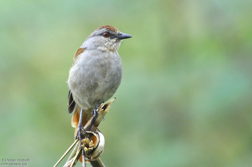 Rufous-tailed Palm Thrush