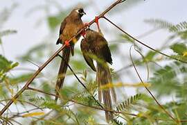 Speckled Mousebird