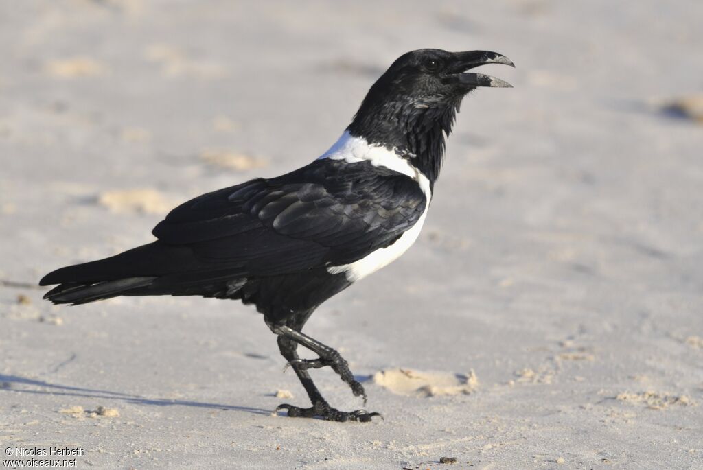 Pied Crow