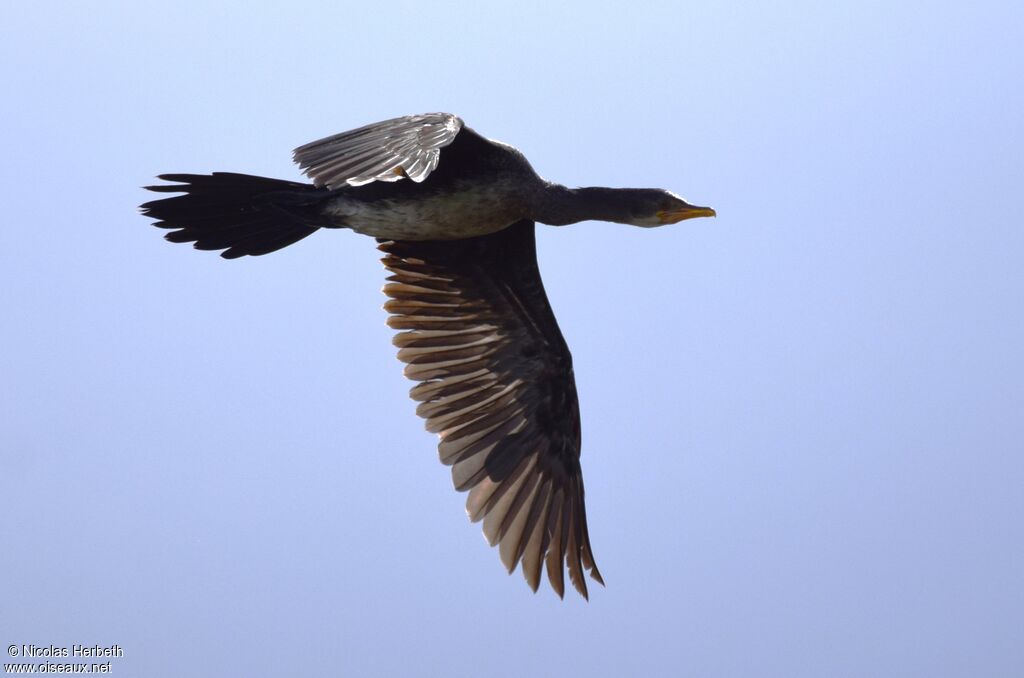 Cormoran africain