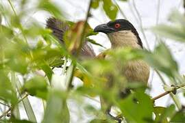 Senegal Coucal