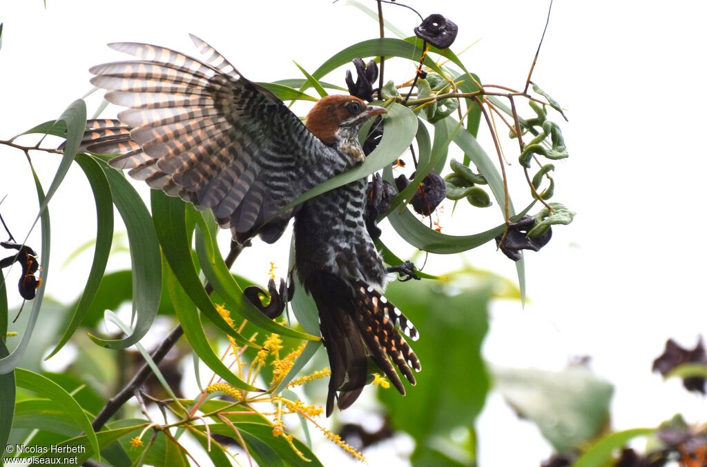 Diederik Cuckoo