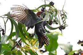 Diederik Cuckoo