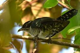 Diederik Cuckoo