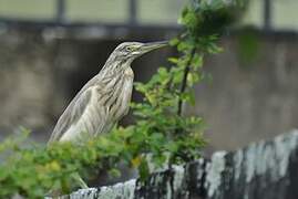 Squacco Heron