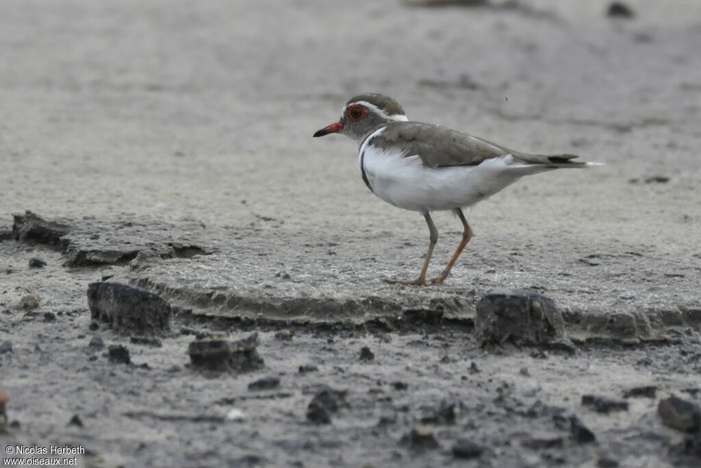 Three-banded Plover