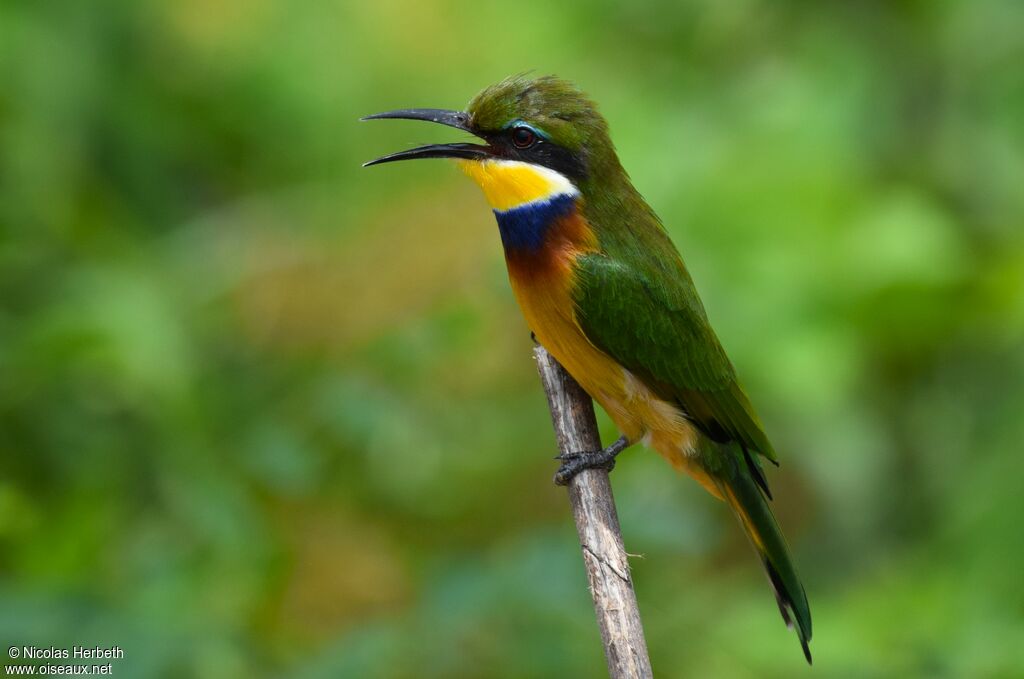 Guêpier à collier bleuadulte nuptial, identification