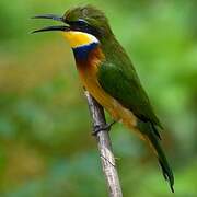 Blue-breasted Bee-eater