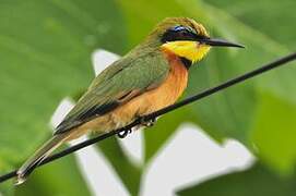 Little Bee-eater