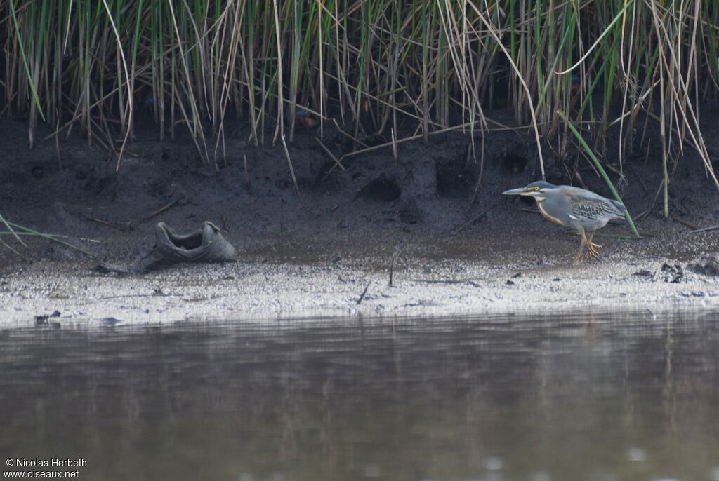 Striated Heron