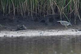 Striated Heron