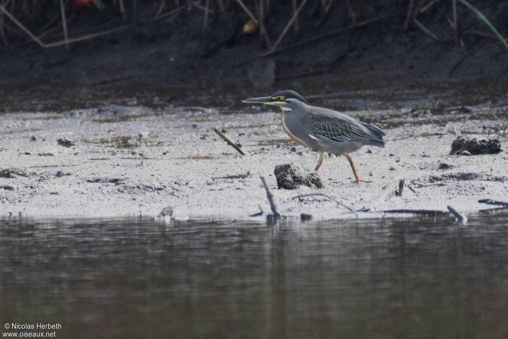 Striated Heron