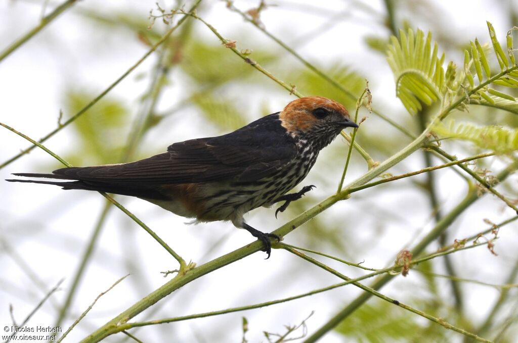 Lesser Striped Swallow