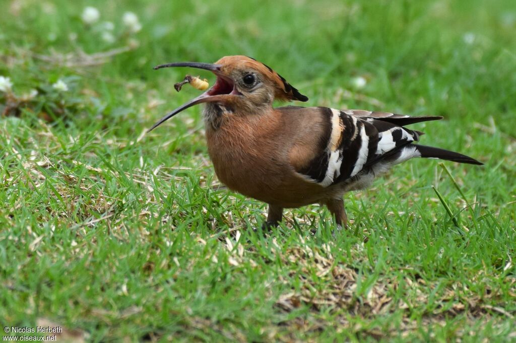 African Hoopoe