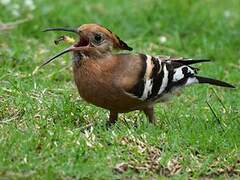 African Hoopoe