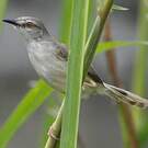 Prinia modeste