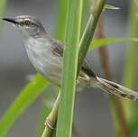 Prinia modeste