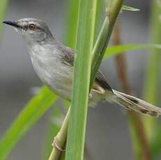 Prinia modeste