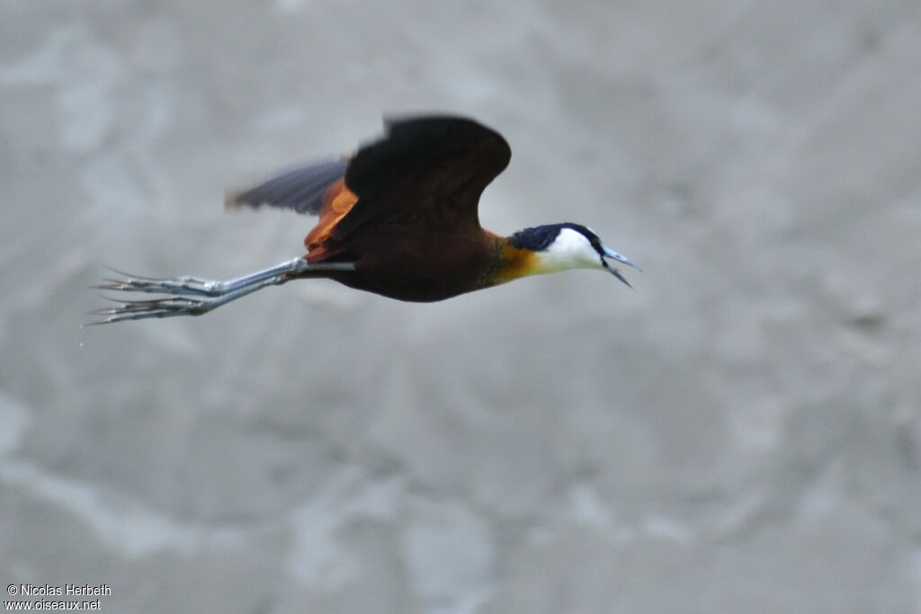 African Jacana