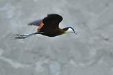 Jacana à poitrine dorée