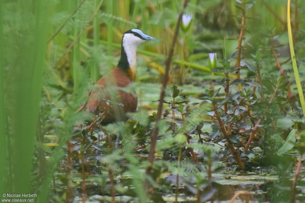 African Jacana