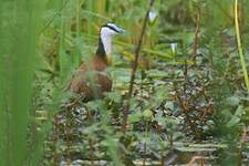 Jacana à poitrine dorée