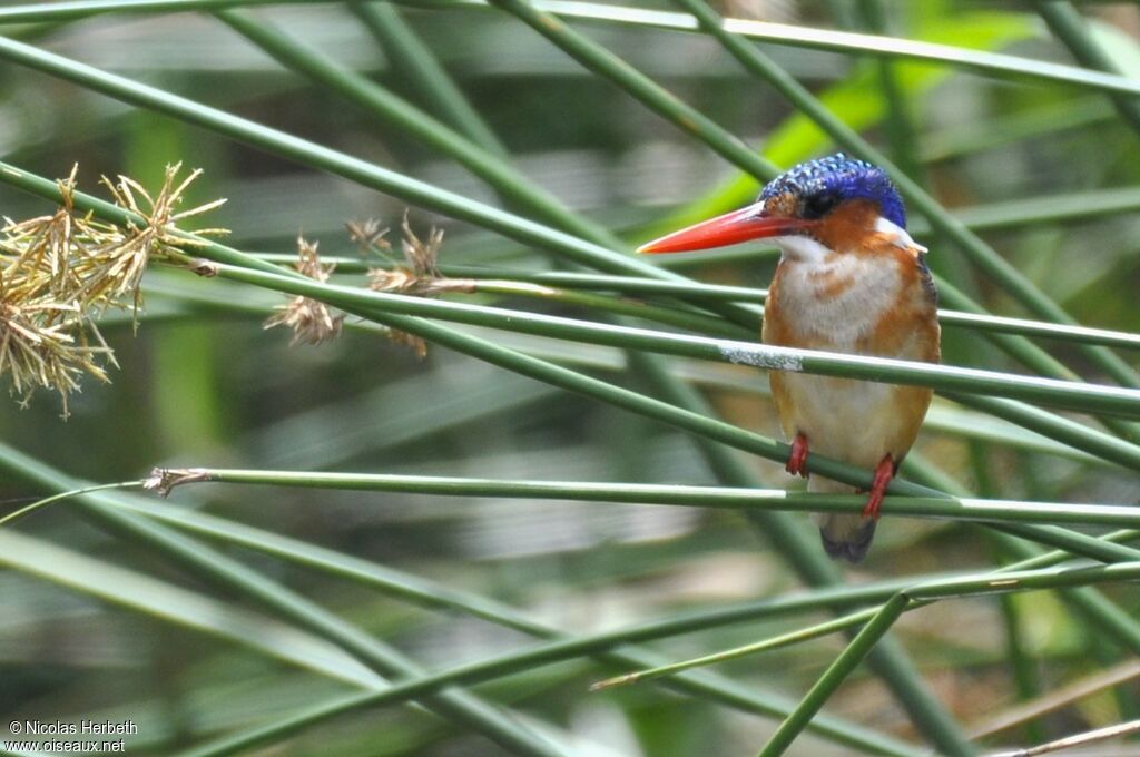 Malachite Kingfisher