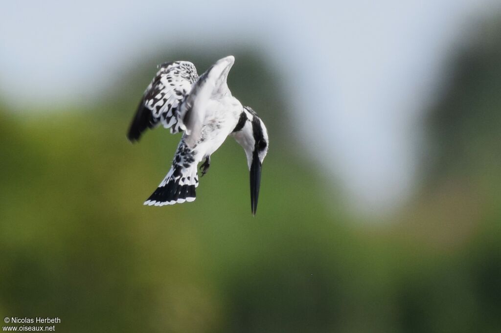 Pied Kingfisher