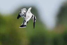 Pied Kingfisher