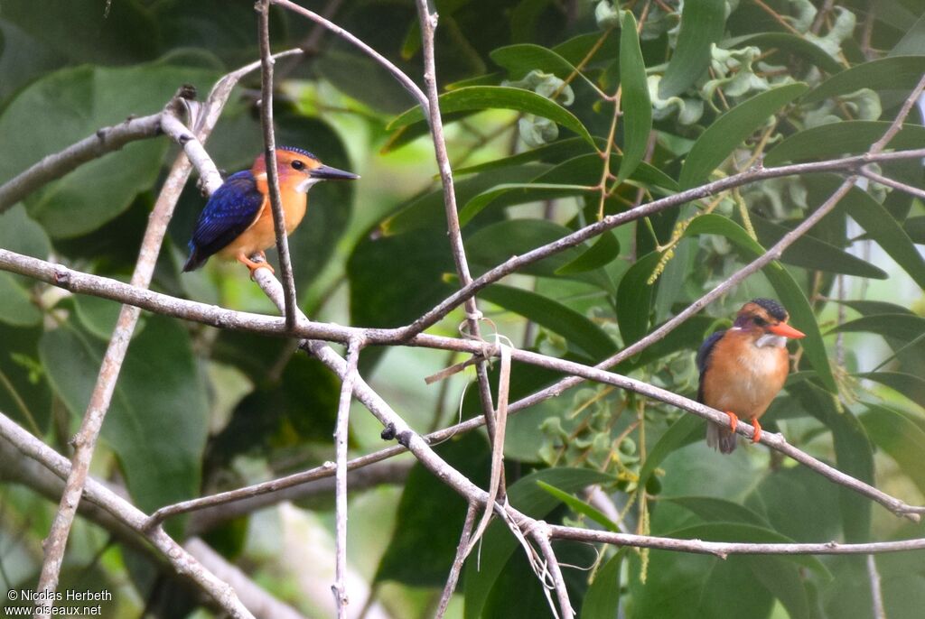 African Pygmy Kingfisher