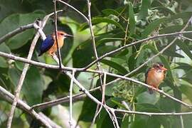 African Pygmy Kingfisher