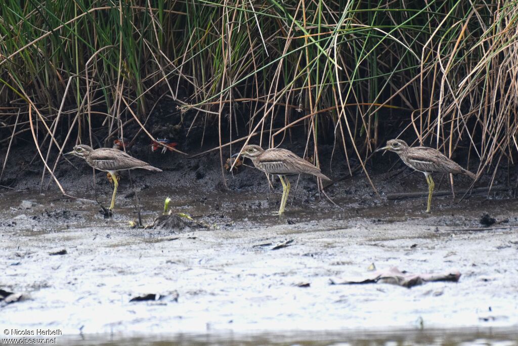 Water Thick-knee