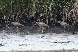 Water Thick-knee