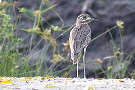 Water Thick-knee