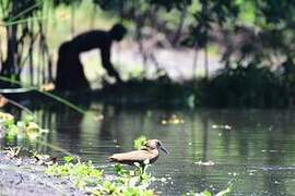 Hamerkop