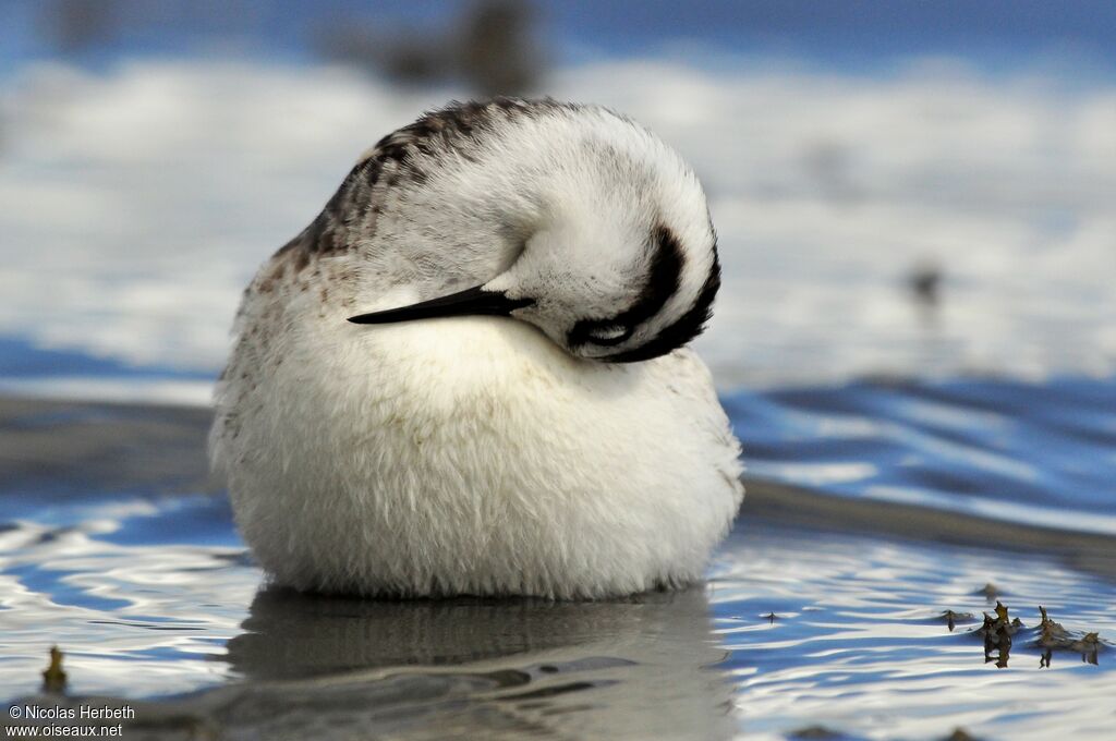 Red-necked Phalarope